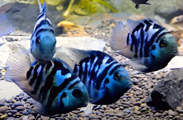 blue polar parrot fish size Polar Blue Parrot (Amatitlania Nigrofasciata) – Aquapets ( KowloonAquarium)