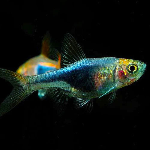 blue Harlequin Rasbora