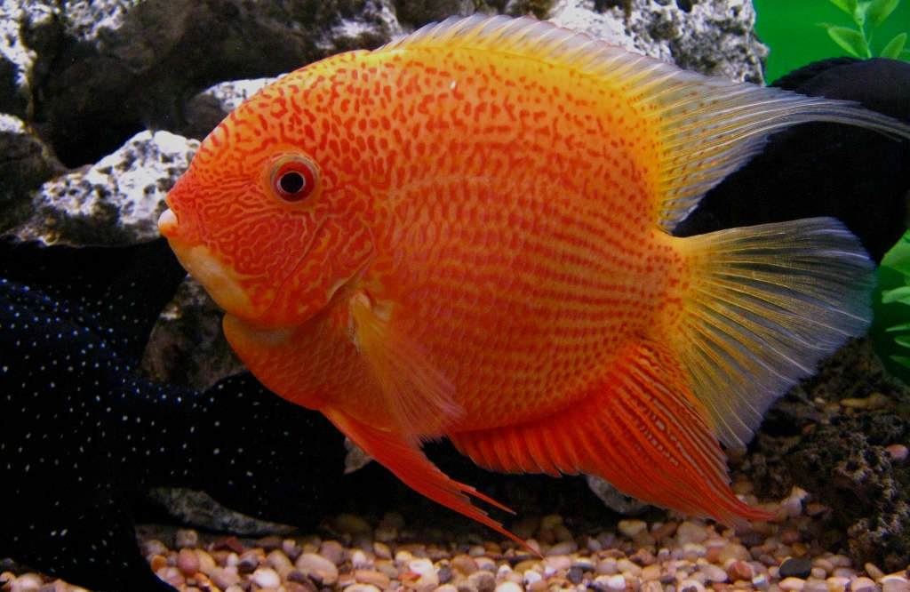 Red Spotted Severum (Heros severus)