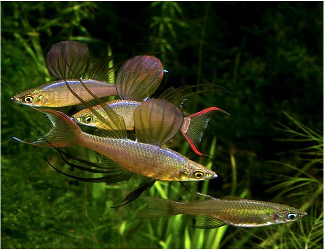 Threadfin Rainbowfish (Iriatherina werneri)