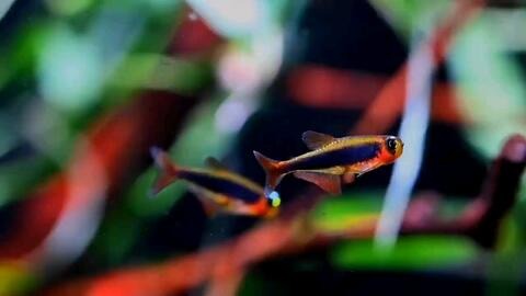 Tucano tetra