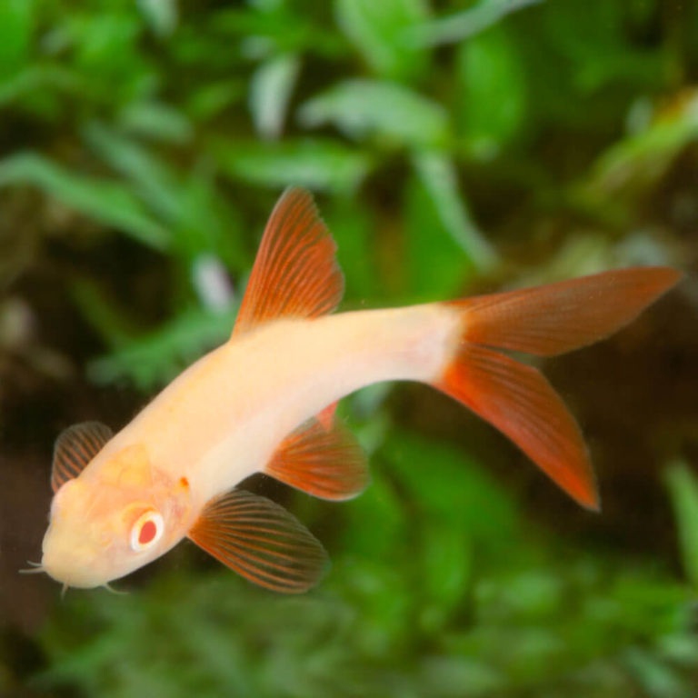 Albino rainbow shark
