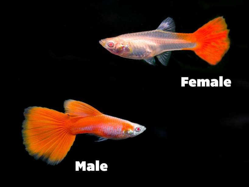 Flamingo Red guppy (pair)