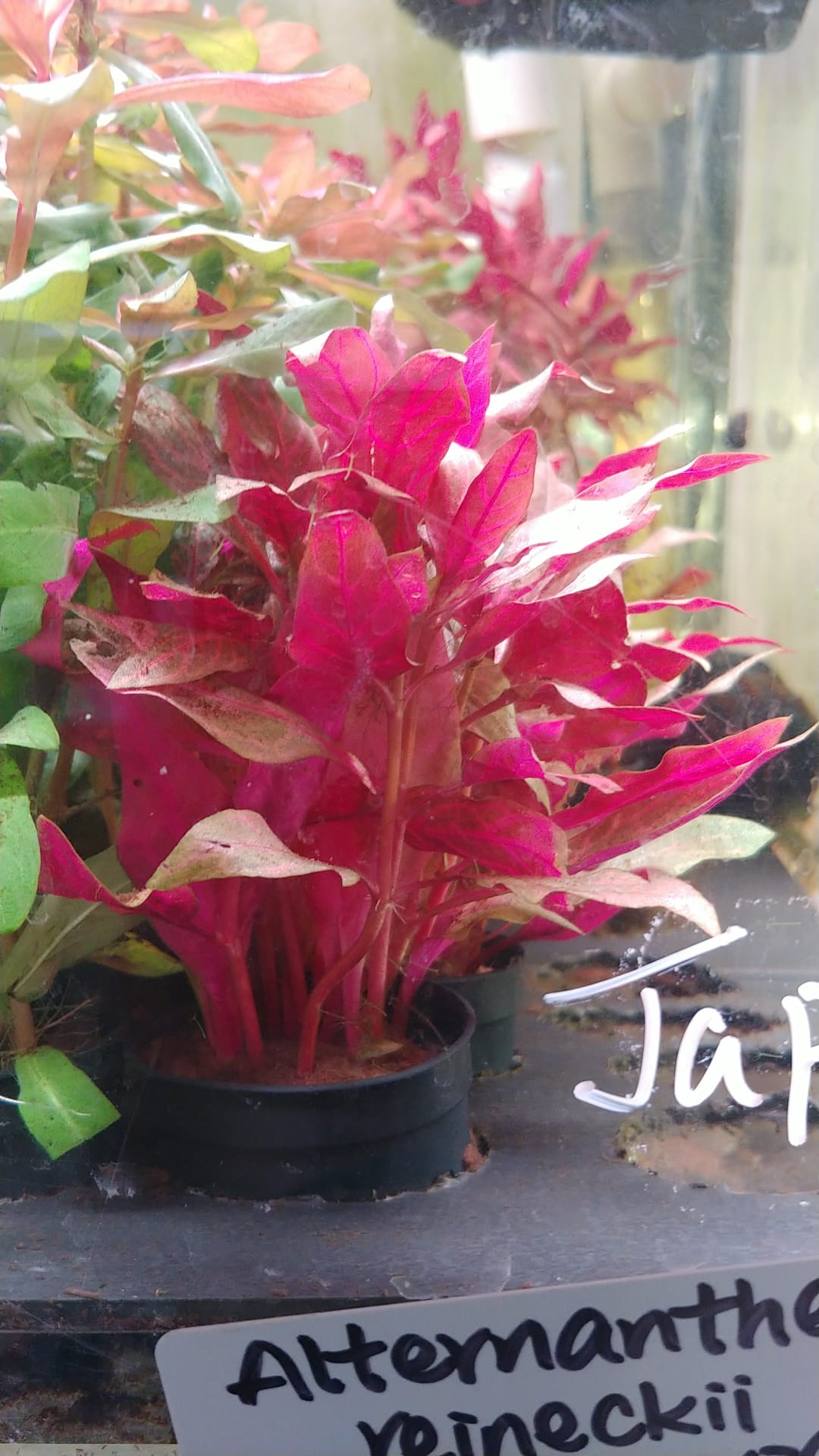 Alternanthera reineckii rosanervig