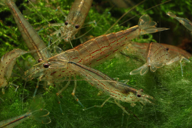 Amano Shrimp (Caridina multidentata)