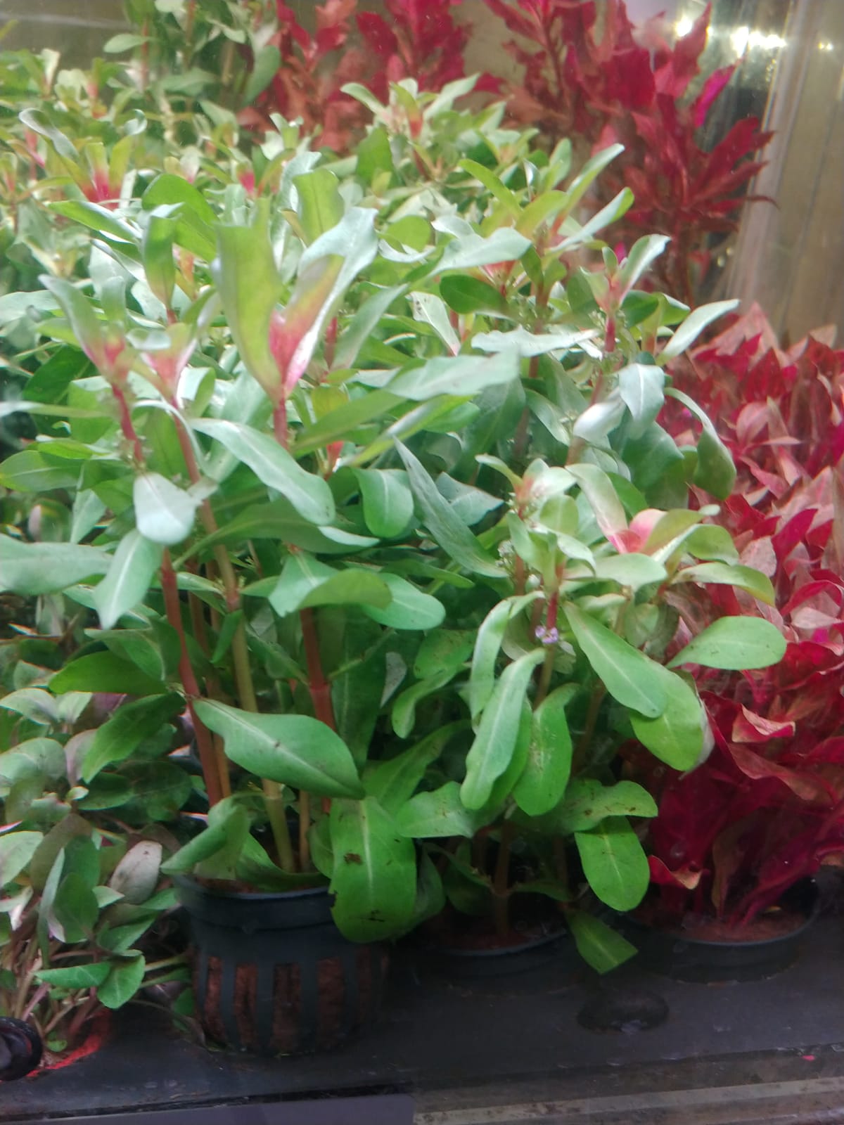 Ammania senegalnesis