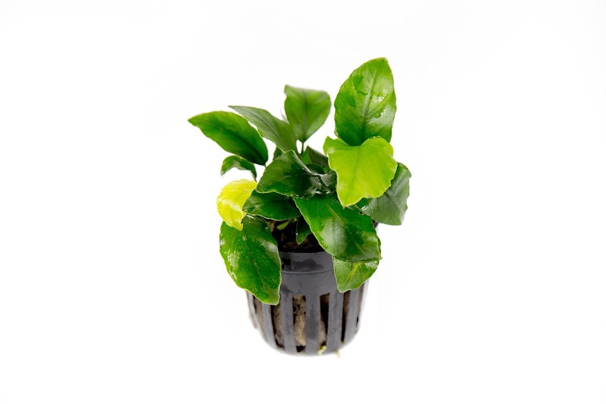Anubias nana sp. Wrinkle leaf