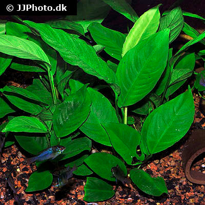 Anubias heterophylla