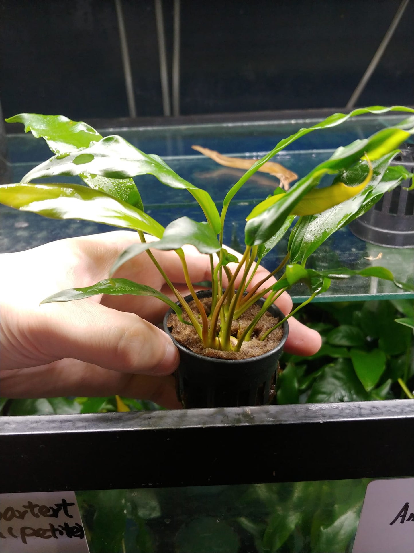 Anubias Barteri sp. Minima