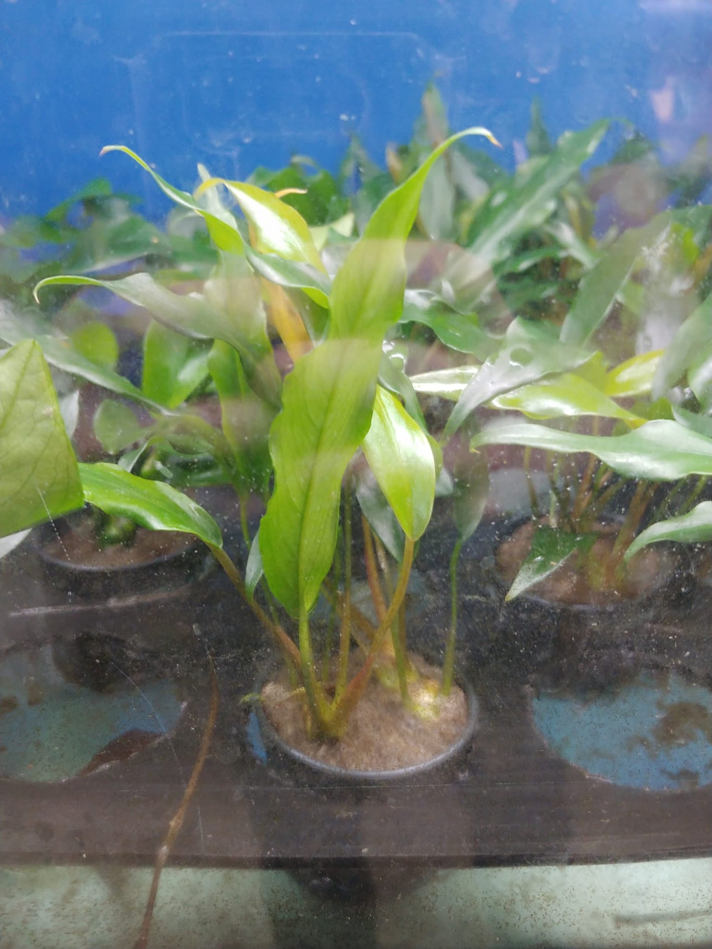 Anubias Barteri sp. Minima