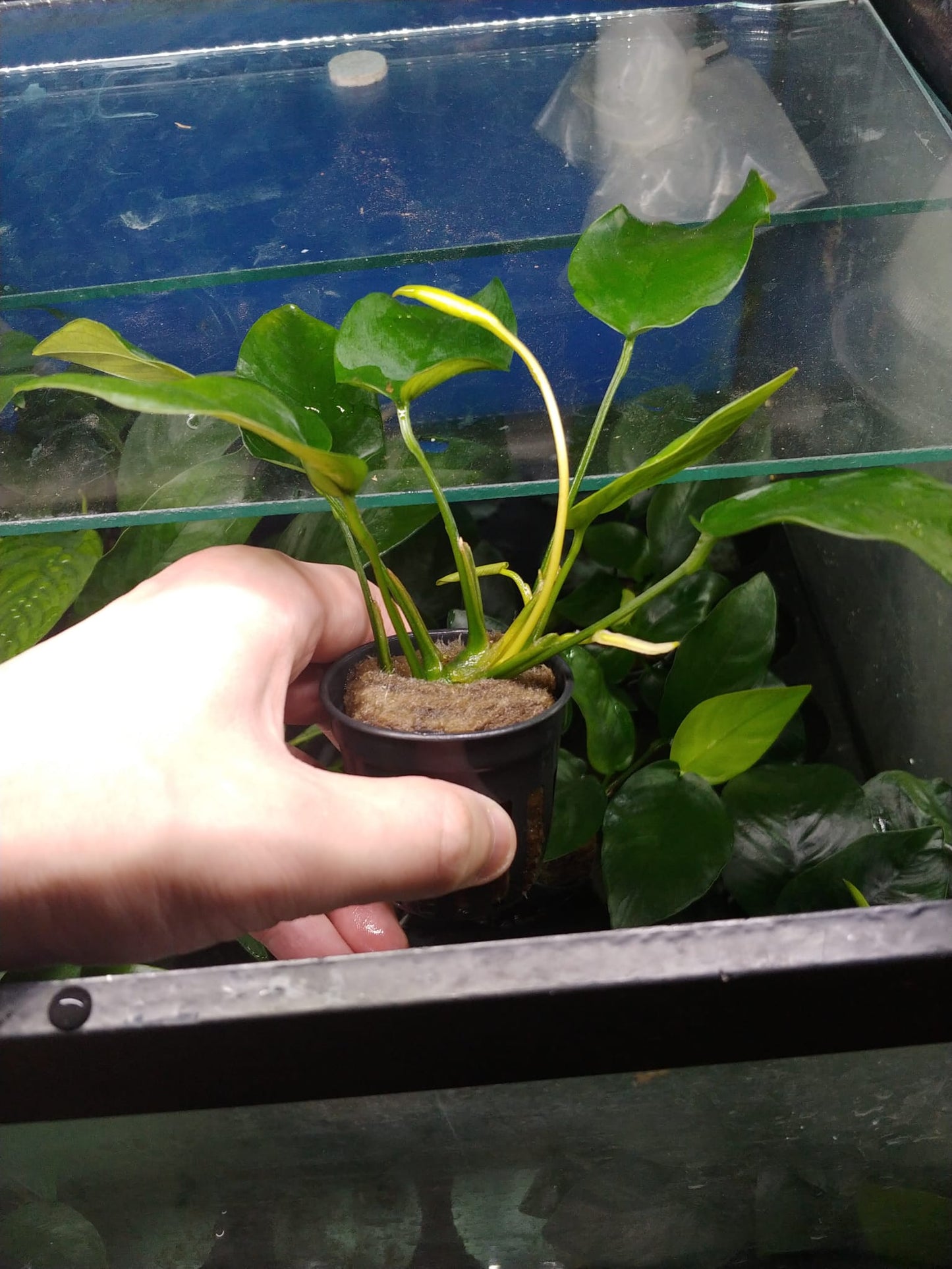 Anubias nana sp. Tropica