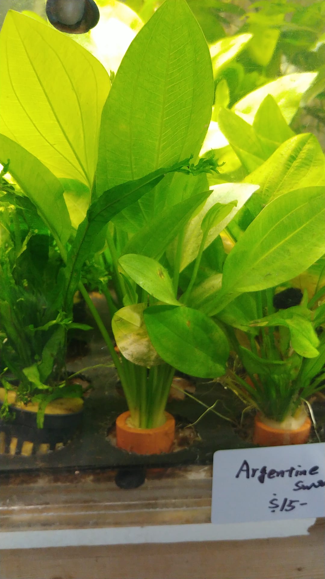 Echinodorus goldfish shop