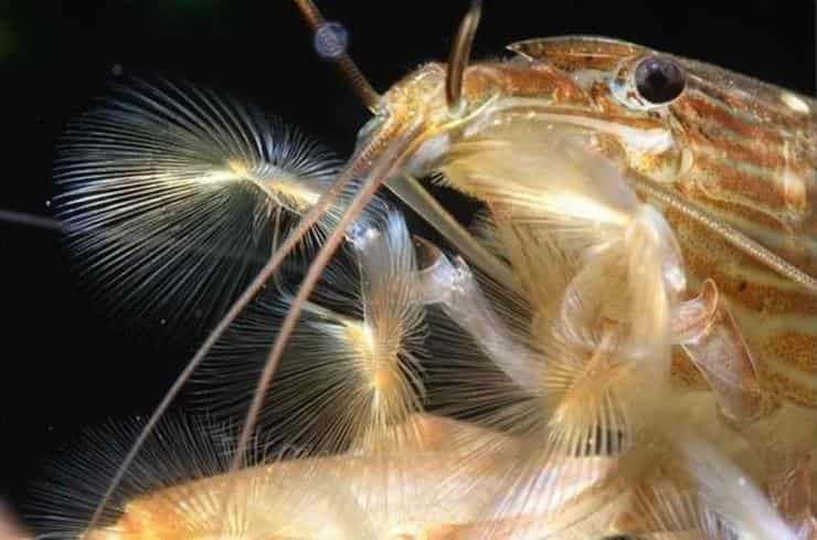 Bamboo shrimp ( Atyopsis spinipes )