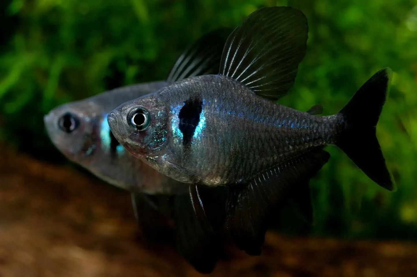 Black Phantom Tetra ( Hyphessobrycon megalopterus )