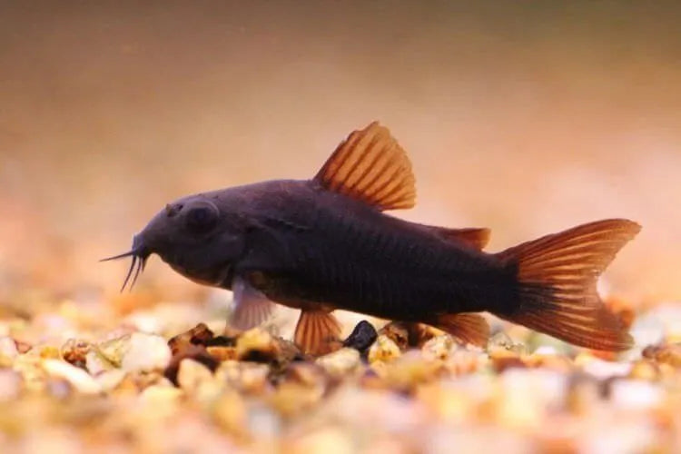Venezuelan Black Corydoras
