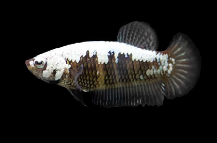 Black Samurai Betta