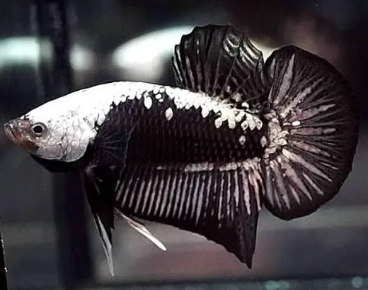 Black Samurai Betta
