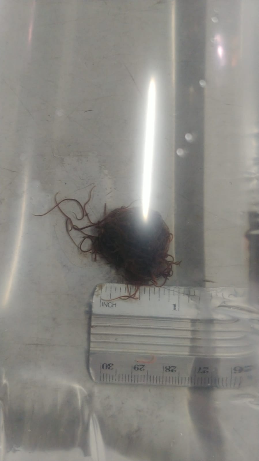 Live black worm culture