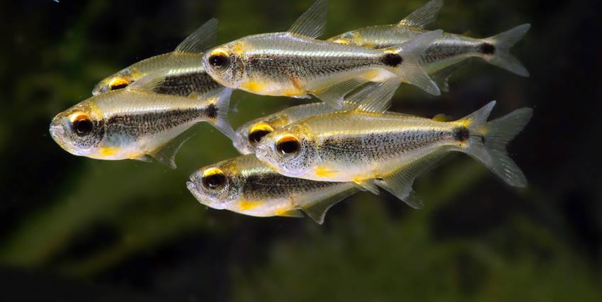 Xingu black neon(Wild Caught)-Moenkhausia heikoi