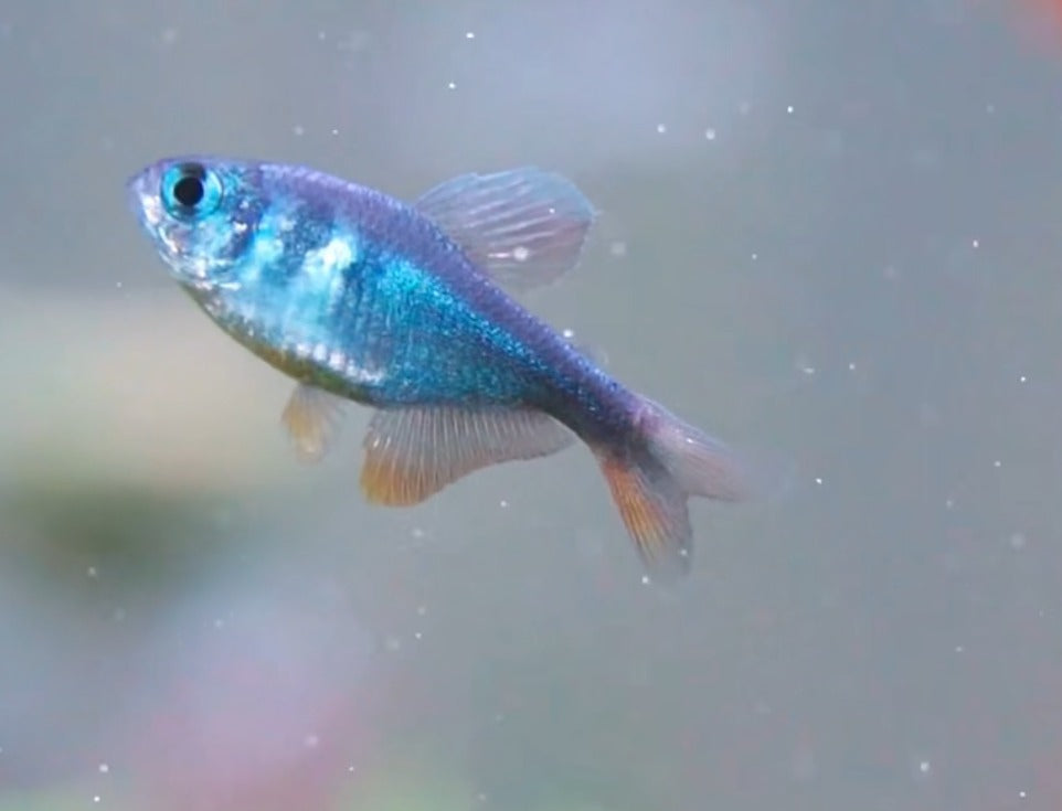 steel blue tetra(Wild Caught) - Hyphessobrycon sp. steel blue tetra