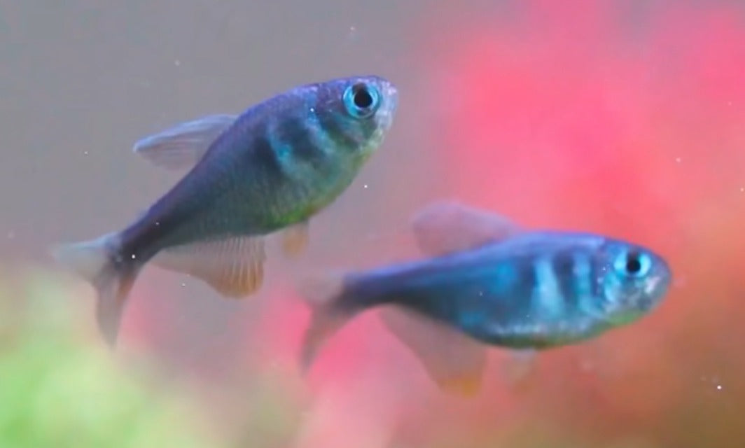 steel blue tetra(Wild Caught) - Hyphessobrycon sp. steel blue tetra