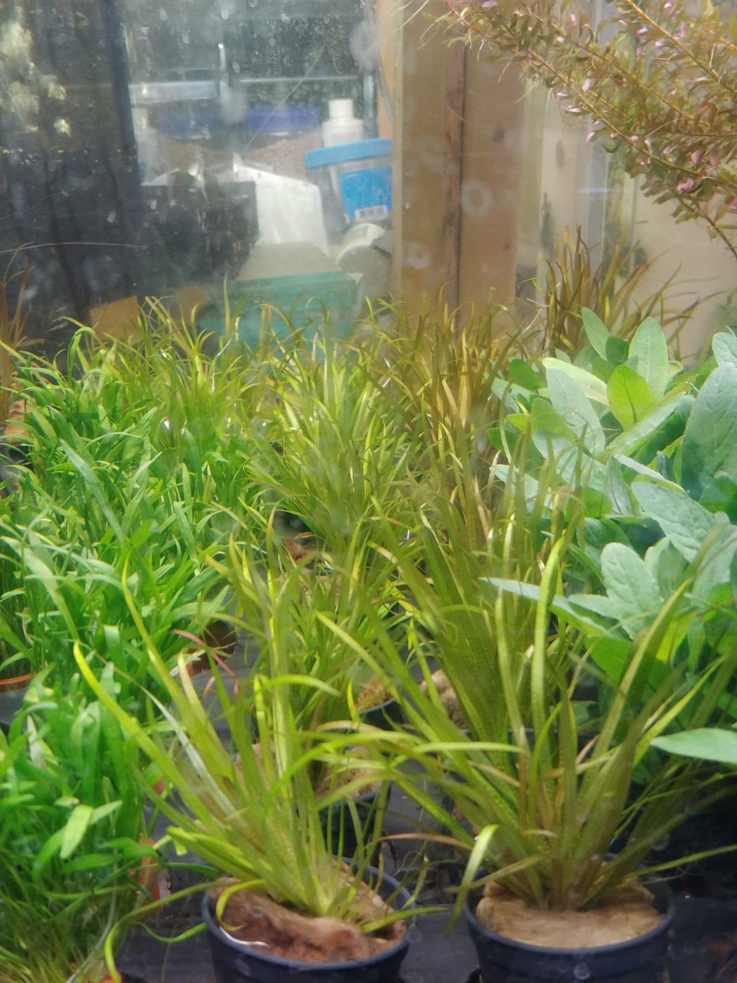 Blyxa Japonica