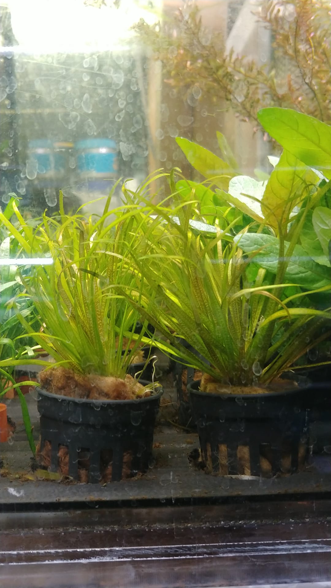 Blyxa Japonica