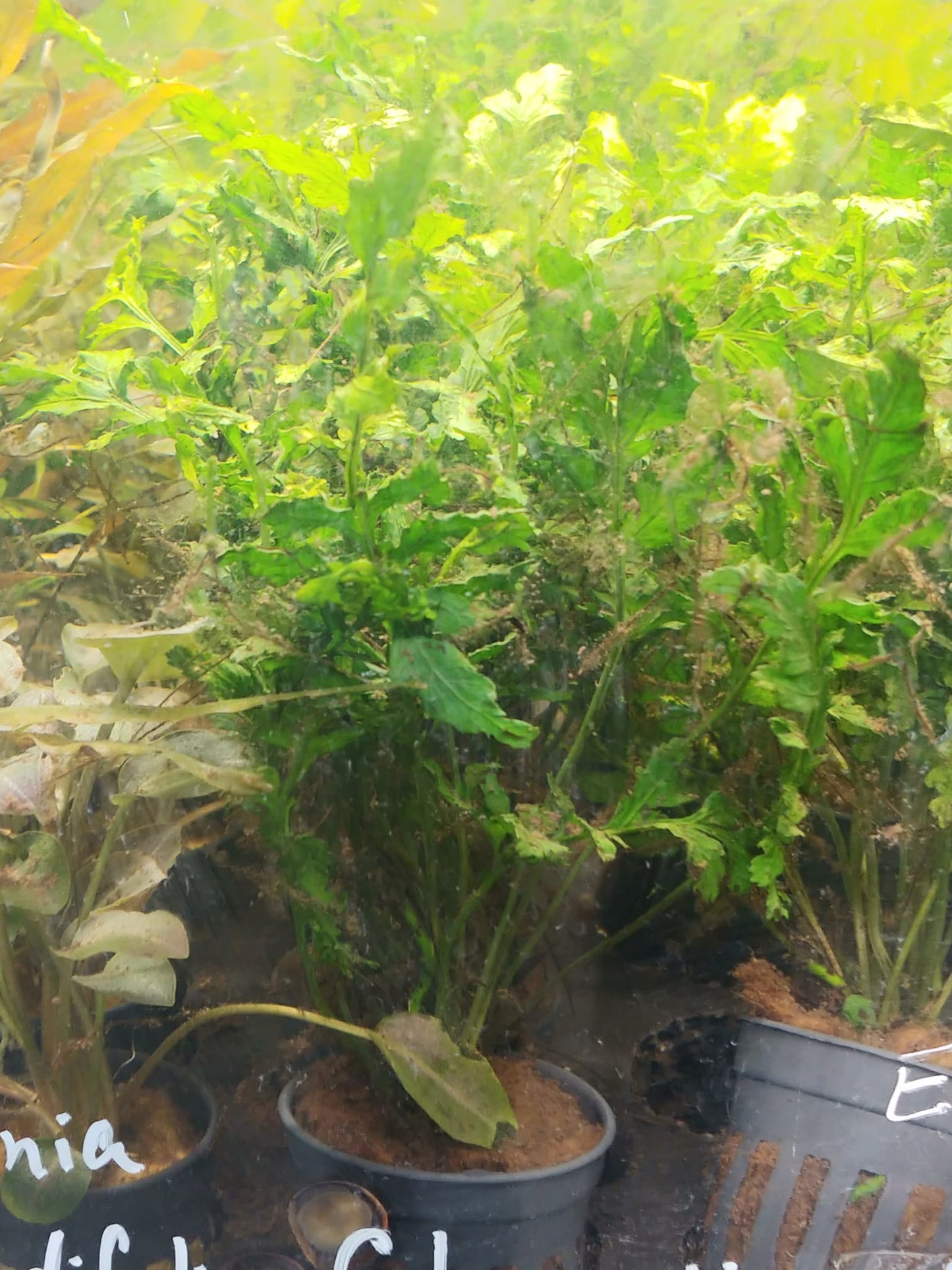 Bolbitis heudelotti var difformis