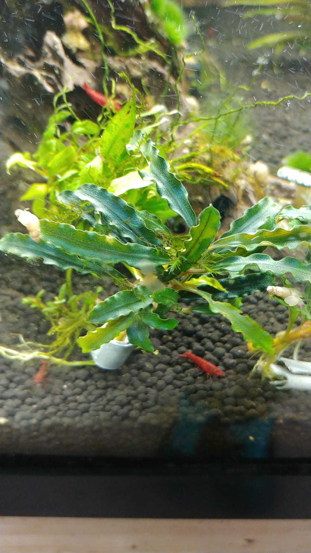 Bucephalandra sp. Dark velvet