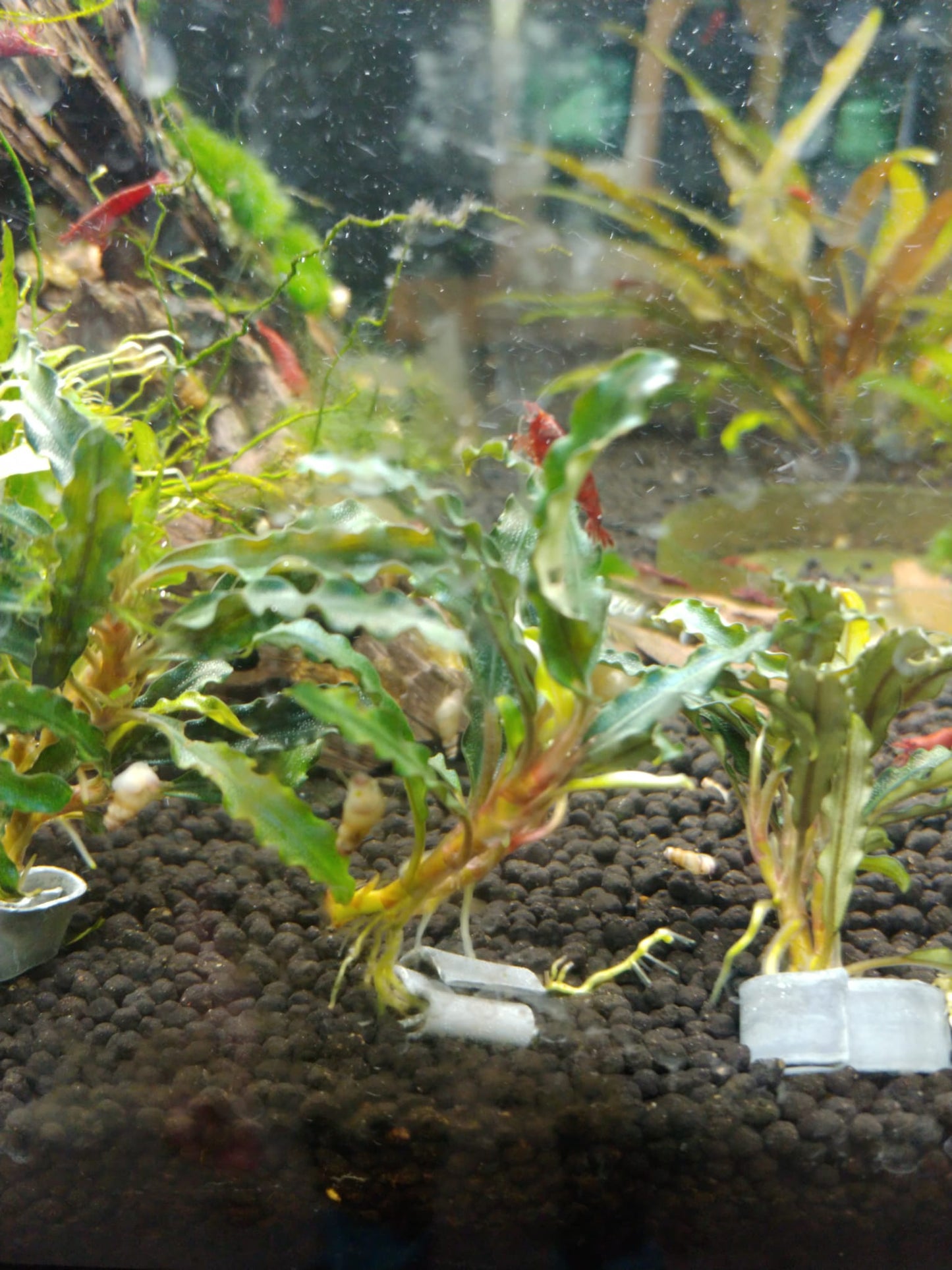 Bucephalandra sp. Dark velvet