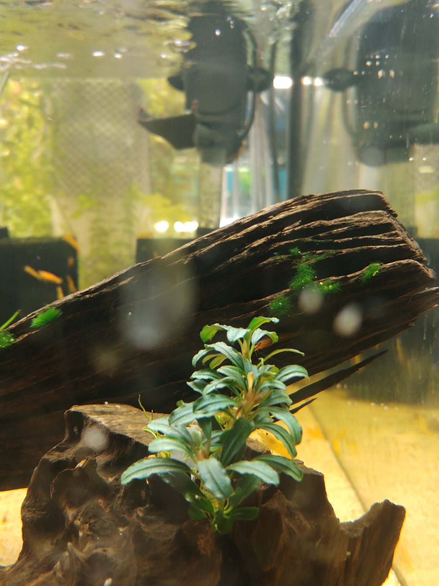 Bucephalandra grappa red