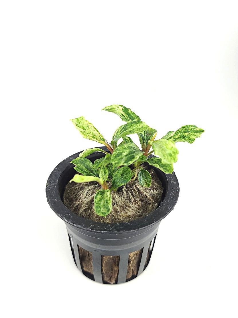 Bucephalandra pygmaea sp. variegated Marble