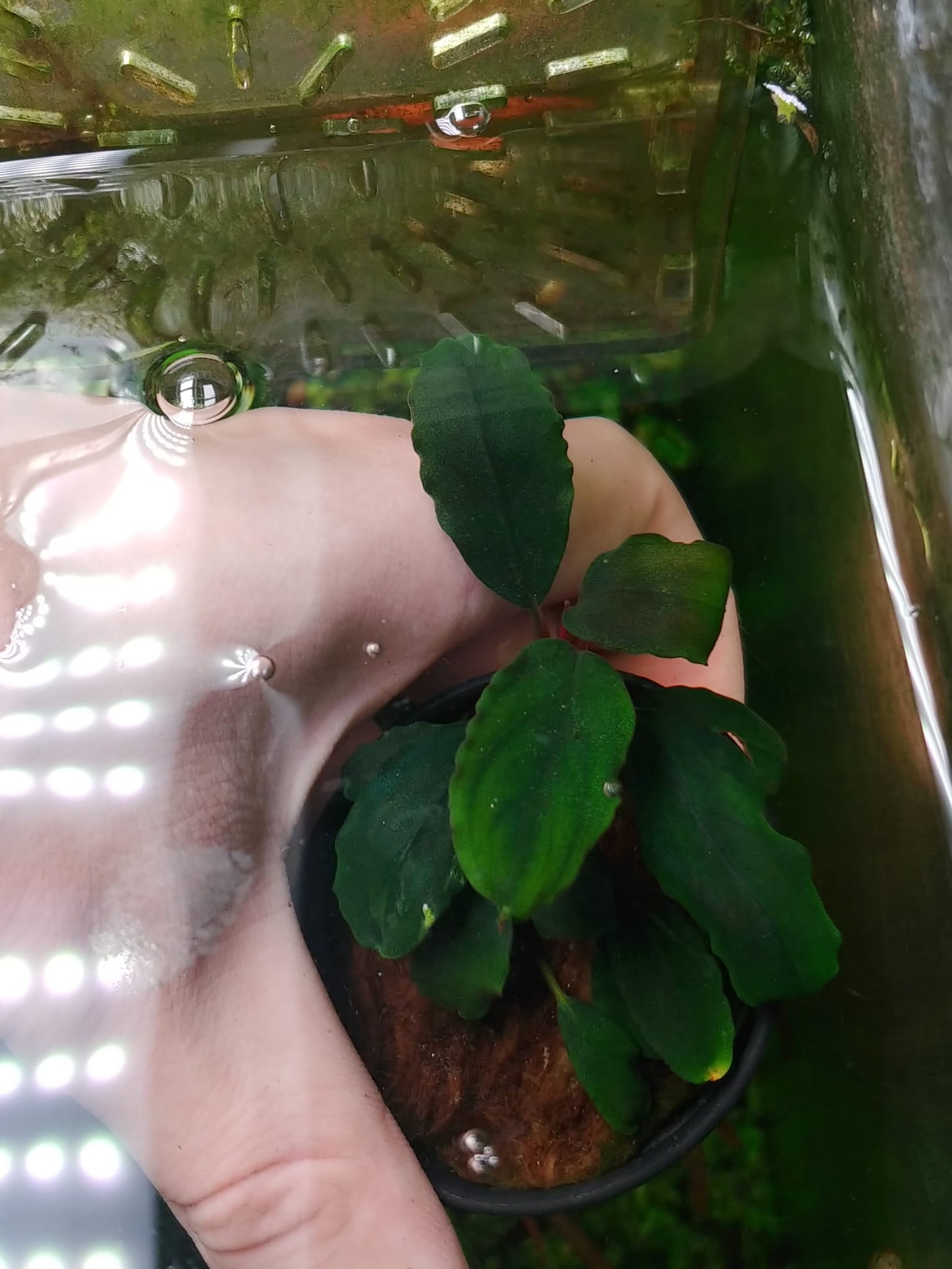 Bucephalandra sp. Rainbow marble