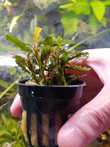 Bucephalandra sp. Titan
