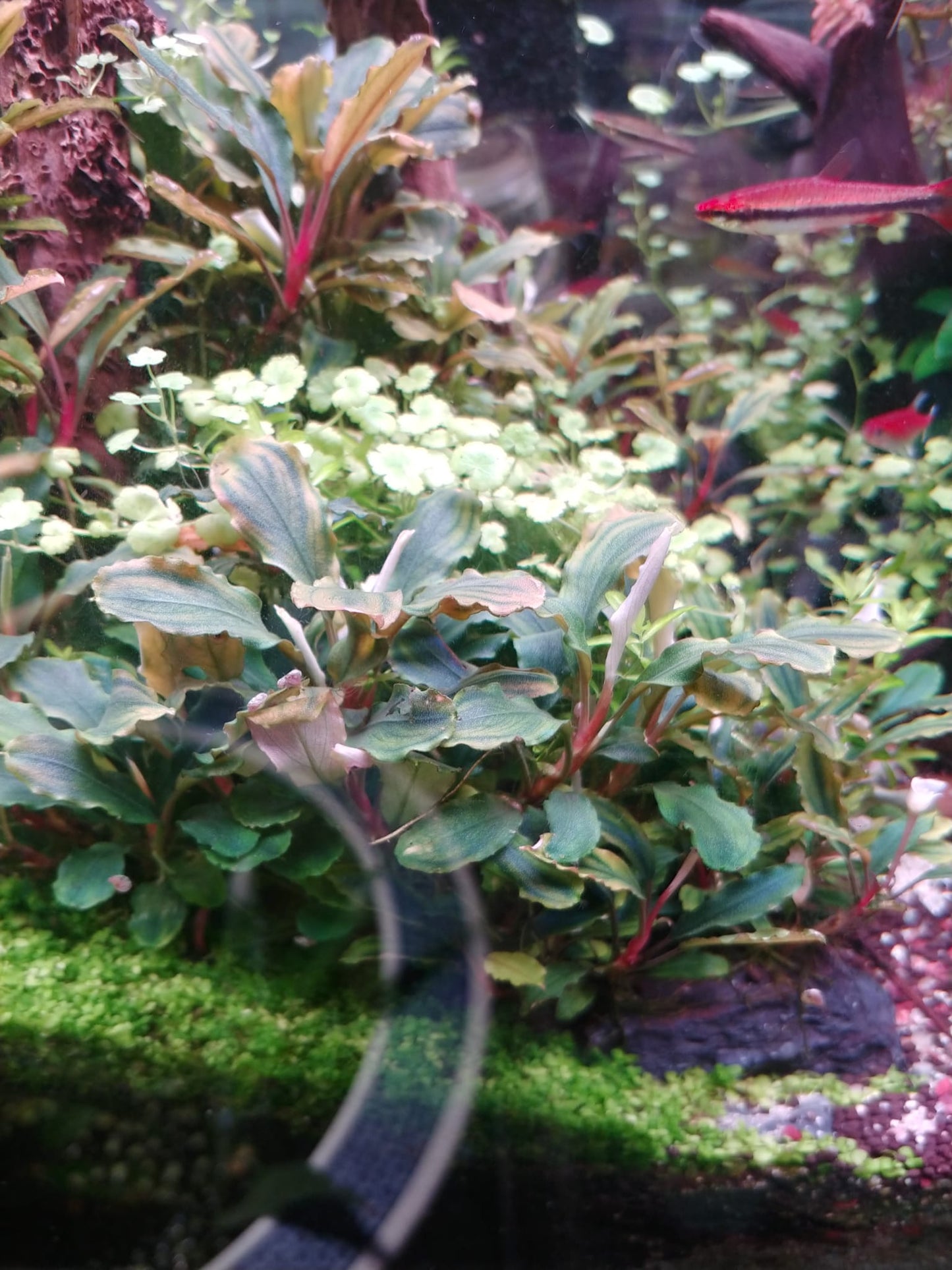 Bucephalandra Dwarf green wavy
