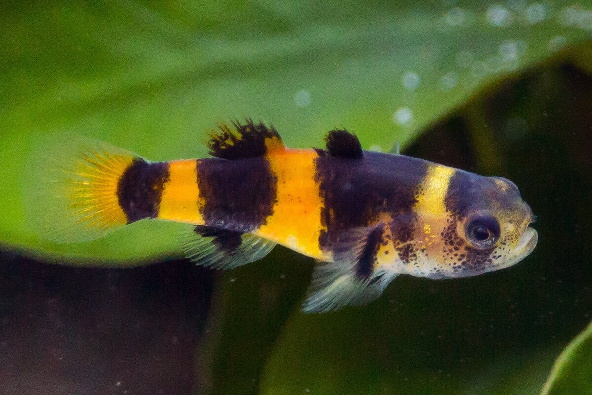 Bumble bee goby ( Brachygobius xanthomelas )