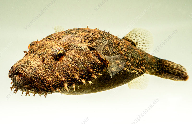 Hairy puffer