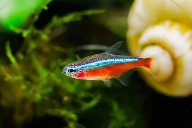 Cardinal Tetra (Paracheirodon Axelrodi)