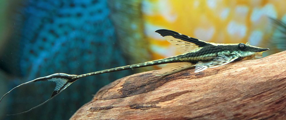 Royal whiptail ( Panama sturisoma )
