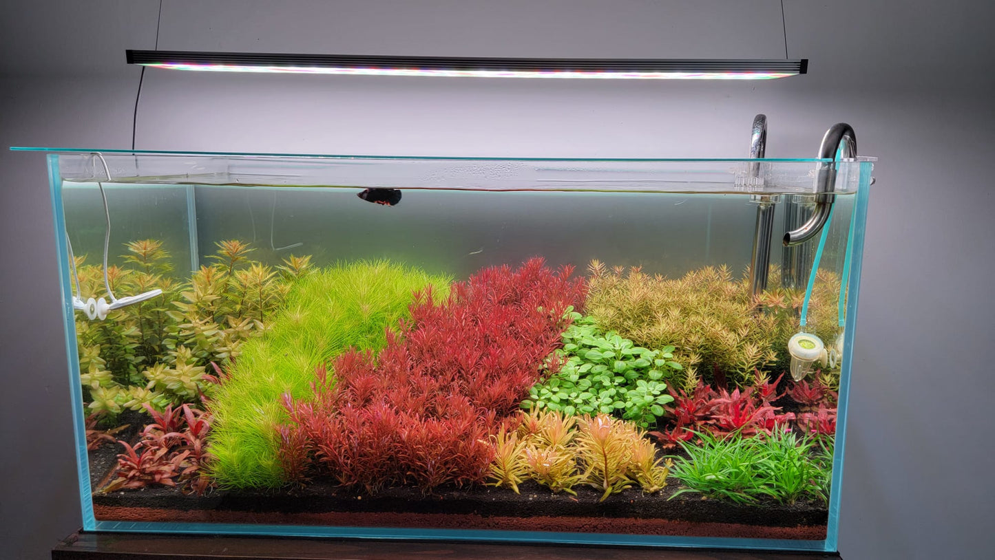 Chihiros Doctor 3rd Gen