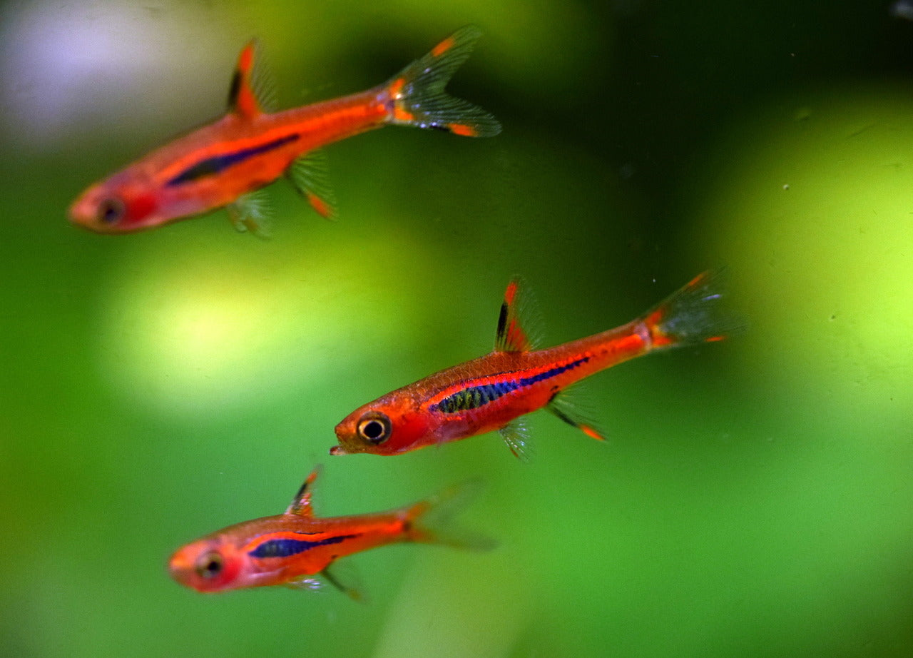 Chili Rasbora (Boraras Brigittae)