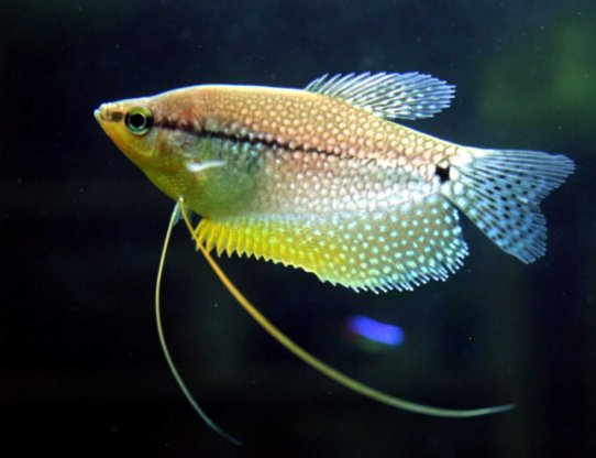 Pearl Gourami (Trichogaster Leeri )