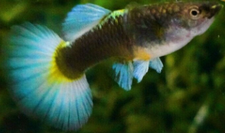 Santa Claus dumbo guppy (mixed Grade)