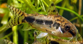 Salt & Pepper Cory (Corydoras Hasbrosus )