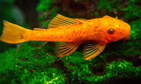 Ancistrus temminckii - Longfin super red bristlenose pleco