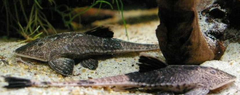 Pseudohemiodon sp. `MARBLED`