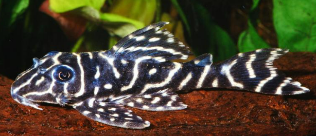 L129 Columbian zebra pleco
