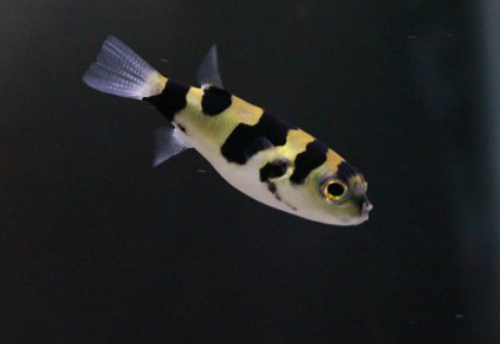 Amazon puffer (Colomesus aseuiss)