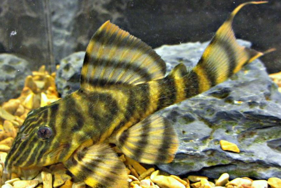 L398 Tankei tiger pleco