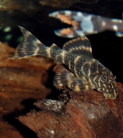 L104 Clown pleco